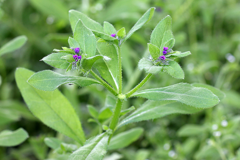 Изображение особи Asperugo procumbens.