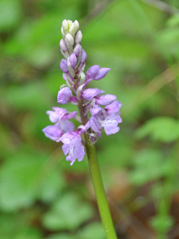 Image of Orchis mascula specimen.