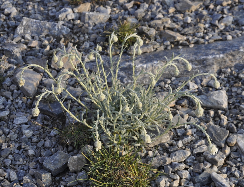 Image of Achillea ageratifolia specimen.