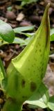 Arum maculatum. Покровный лист соцветия. Германия, г. Krefeld, Ботанический сад. 11.05.2013.