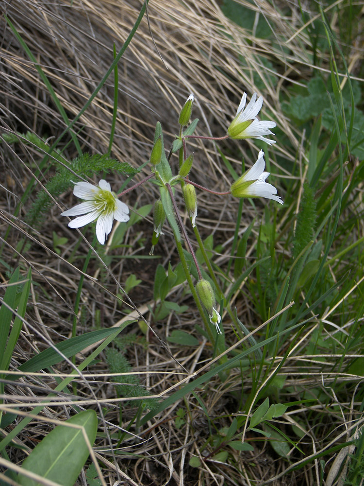 Image of Cerastium ruderale specimen.