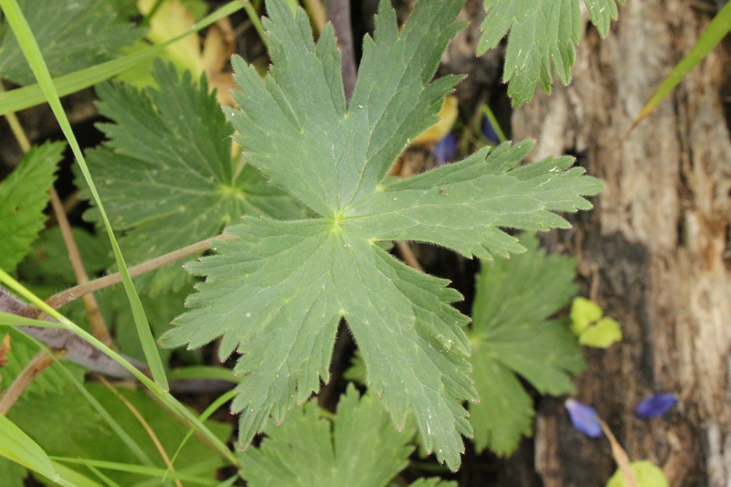 Image of Delphinium korshinskyanum specimen.