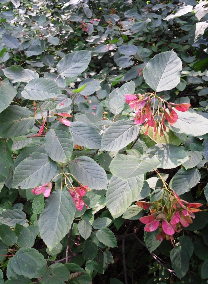 Image of Acer tataricum specimen.