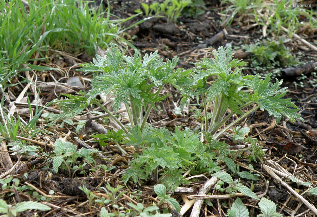 Изображение особи Leonurus quinquelobatus.