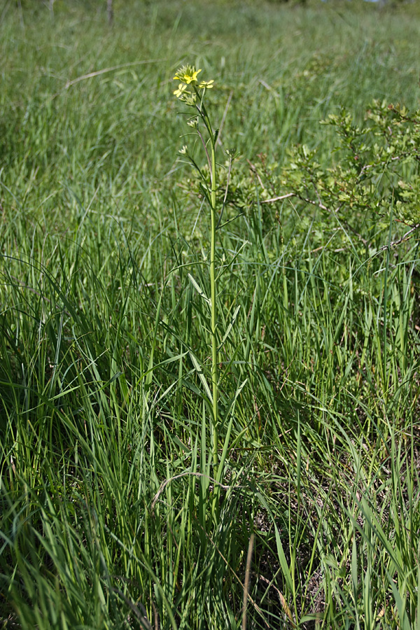 Image of Erysimum canescens specimen.