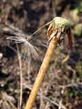 Taraxacum serotinum