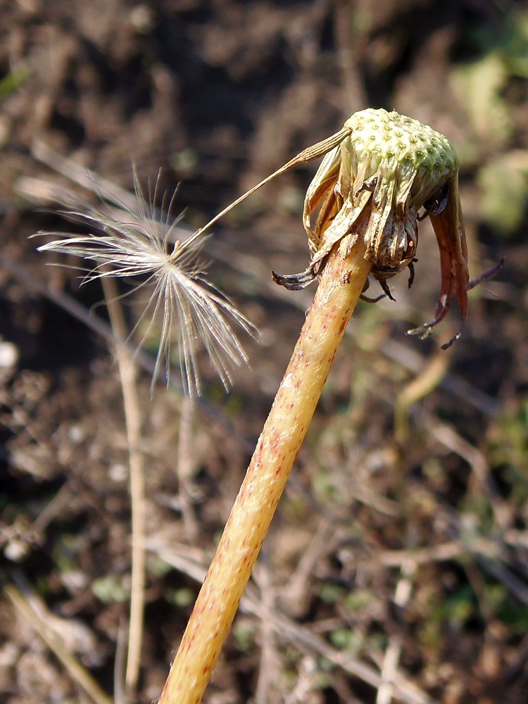 Image of Taraxacum serotinum specimen.