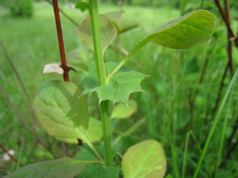 Image of Berberis koreana specimen.