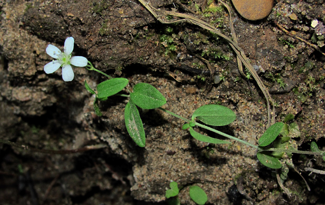 Image of Moehringia lateriflora specimen.