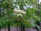 Sorbus aucuparia. Ветвь с соцветием. Сквер г. Луганска, начало мая.