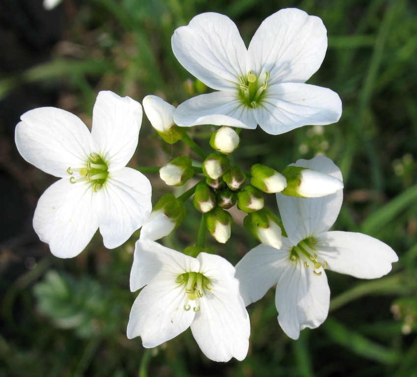 Image of Cardamine pratensis specimen.