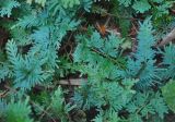 Selaginella willdenowii. Вегетирующие растения. Таиланд, национальный парк Си Пханг-нга. 20.06.2013.