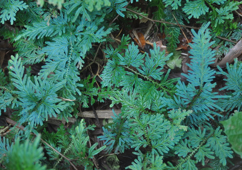 Image of Selaginella willdenowii specimen.