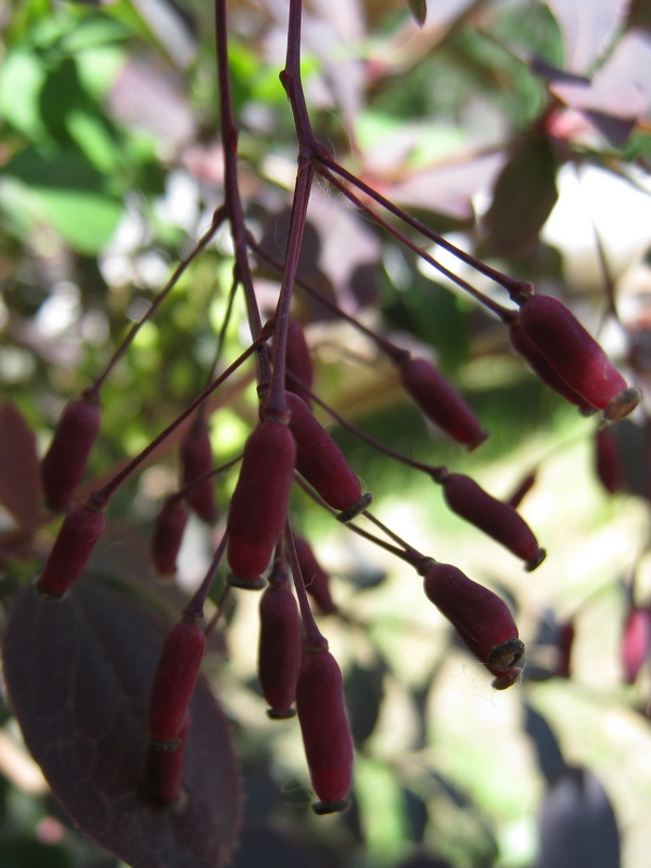 Image of Berberis vulgaris specimen.