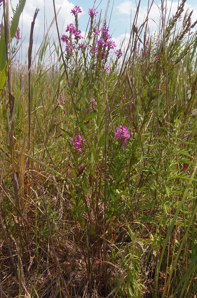 Изображение особи Lythrum virgatum.