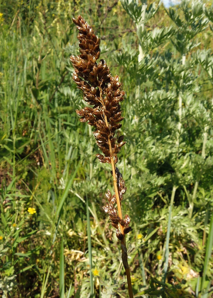 Image of Hierochloe repens specimen.