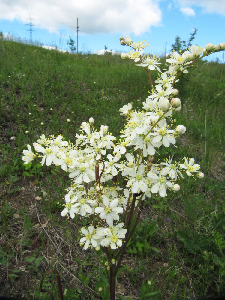 Image of Filipendula vulgaris specimen.