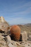 Ferocactus cylindraceus. Растение на каменистом склоне. США, Калифорния, Joshua Tree National Park. 19.02.2014.