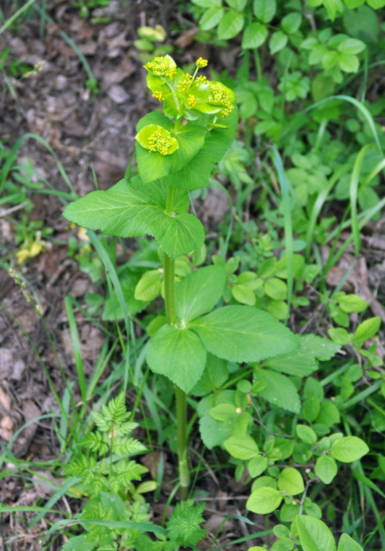 Изображение особи Smyrnium perfoliatum.