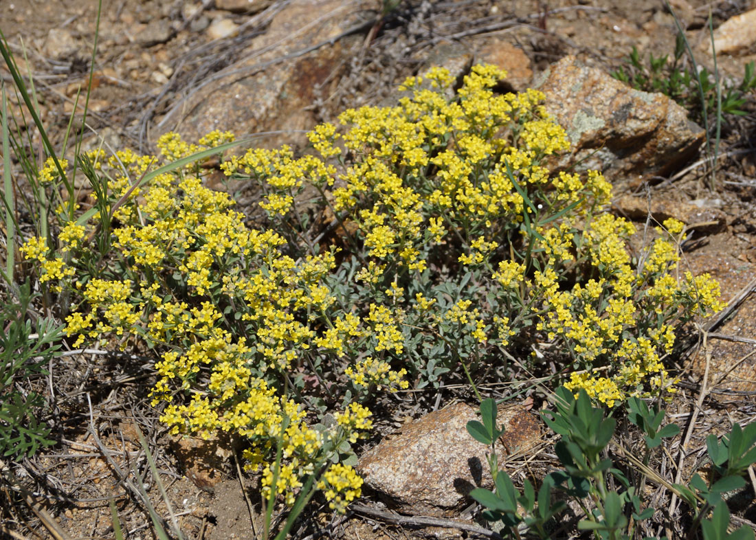 Image of Odontarrhena obovata specimen.