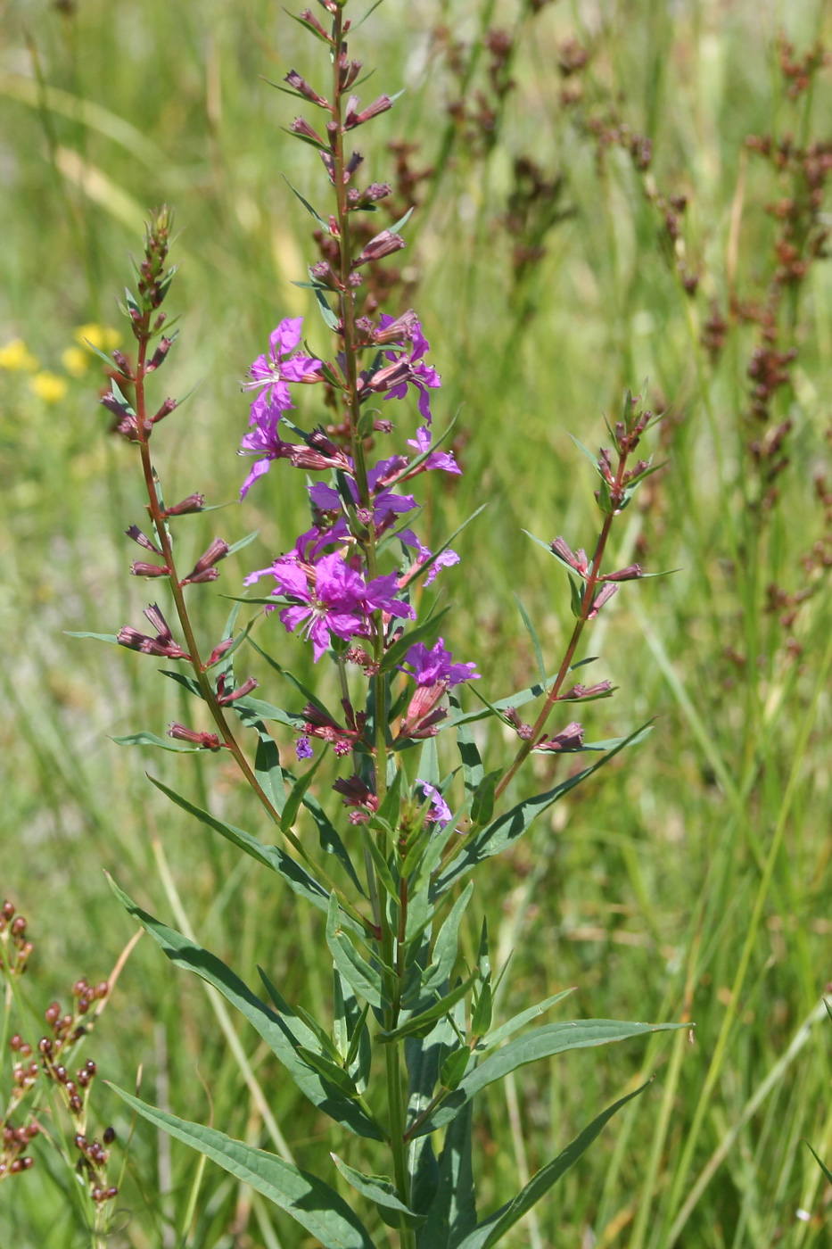 Image of Lythrum virgatum specimen.