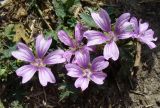 Malva sylvestris