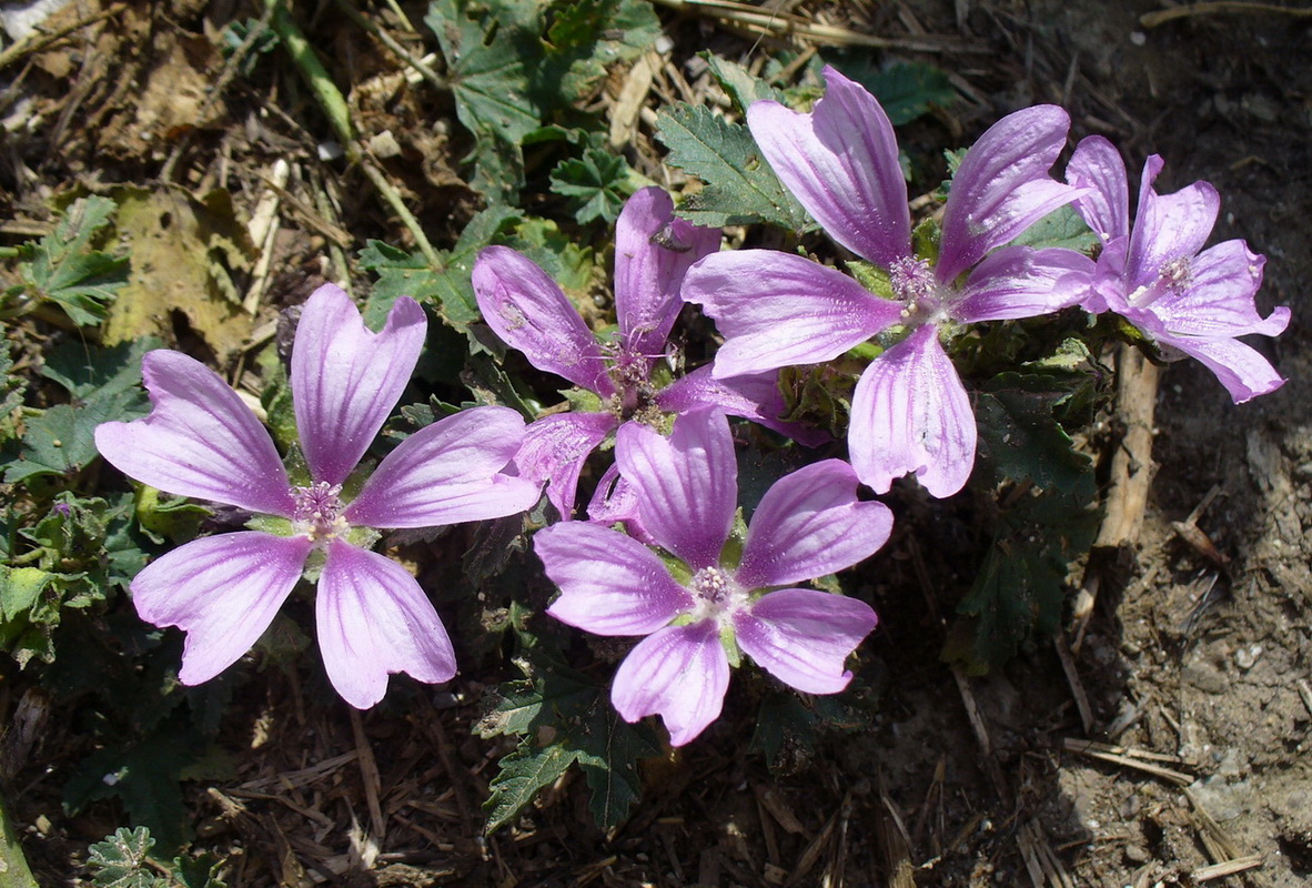 Image of Malva sylvestris specimen.