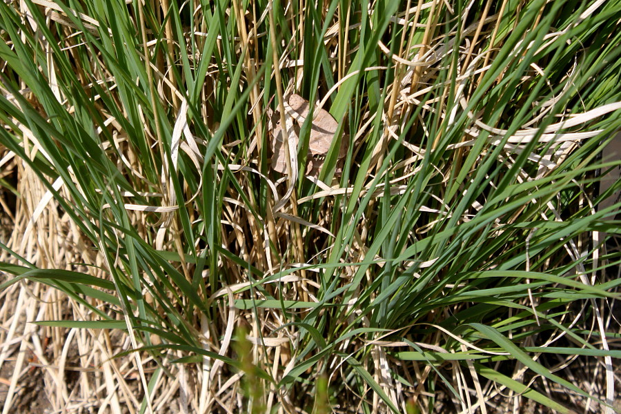 Image of Molinia caerulea specimen.