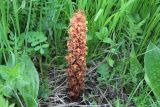 Orobanche colorata