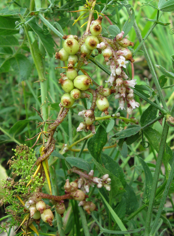 Image of Cuscuta lupuliformis specimen.