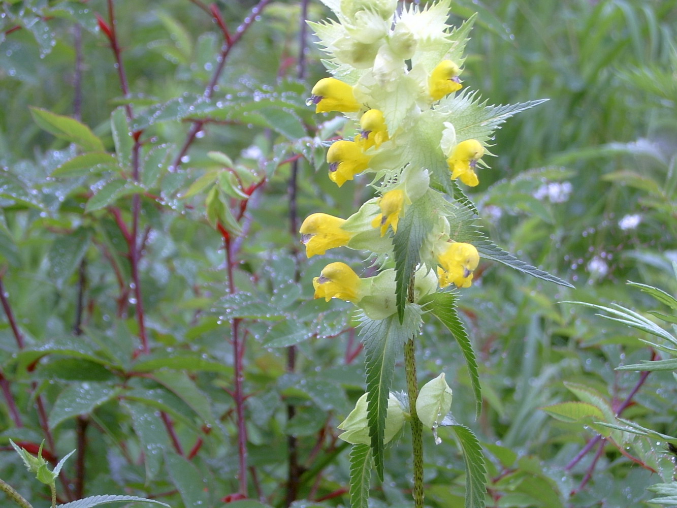 Image of genus Rhinanthus specimen.