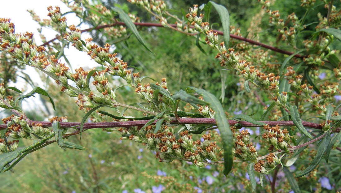 Image of Artemisia vulgaris specimen.