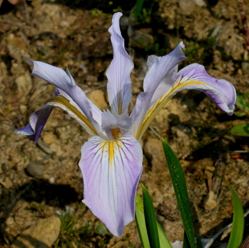 Image of Iris douglasiana specimen.