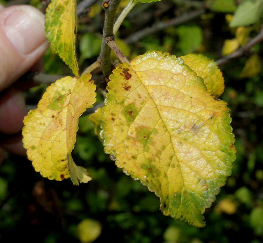 Image of Prunus insititia var. juliana specimen.