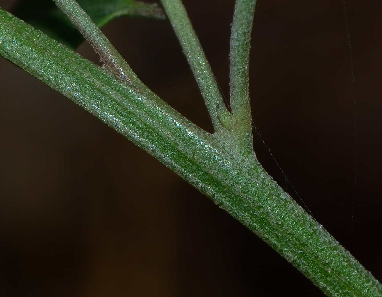 Image of Atriplex davisii specimen.