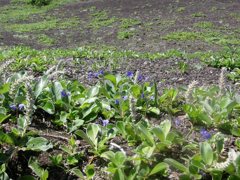 Image of Veronica grandiflora specimen.