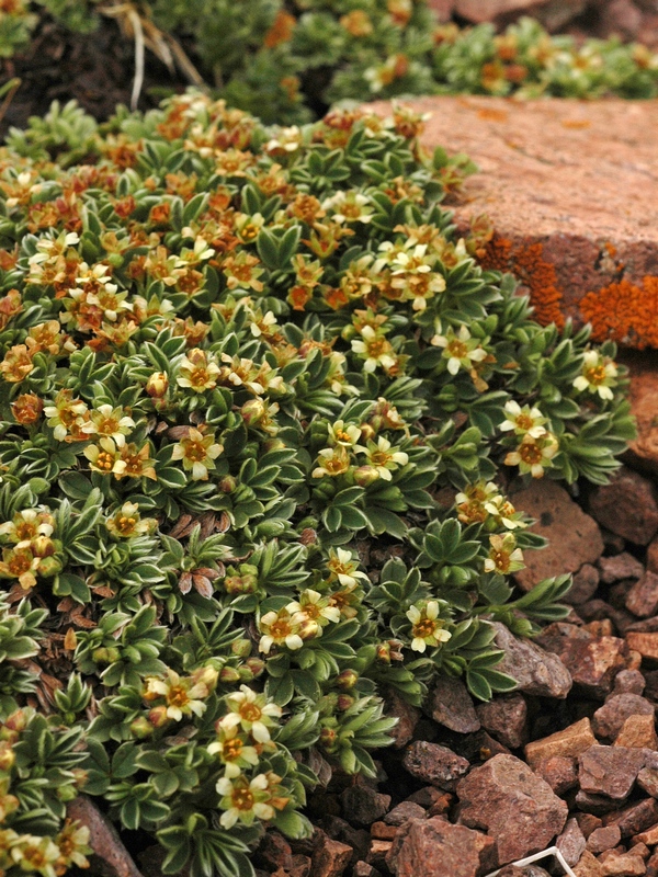 Image of Sibbaldia tetrandra specimen.