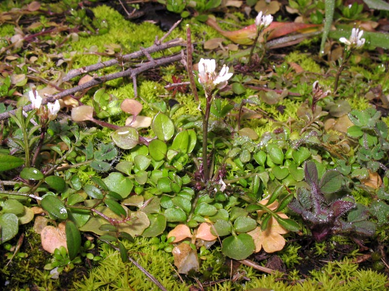 Image of Cardamine hirsuta specimen.