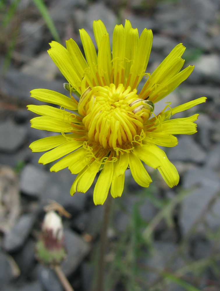 Изображение особи род Taraxacum.