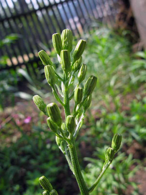 Image of Crepis praemorsa specimen.