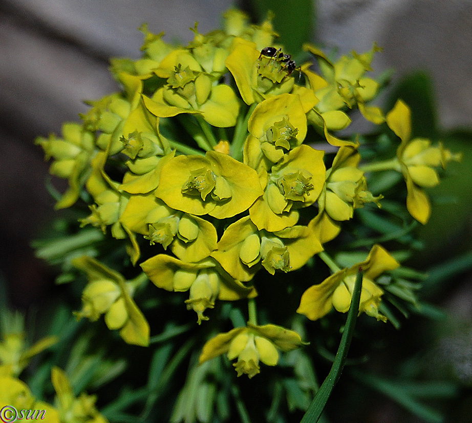 Изображение особи Euphorbia cyparissias.