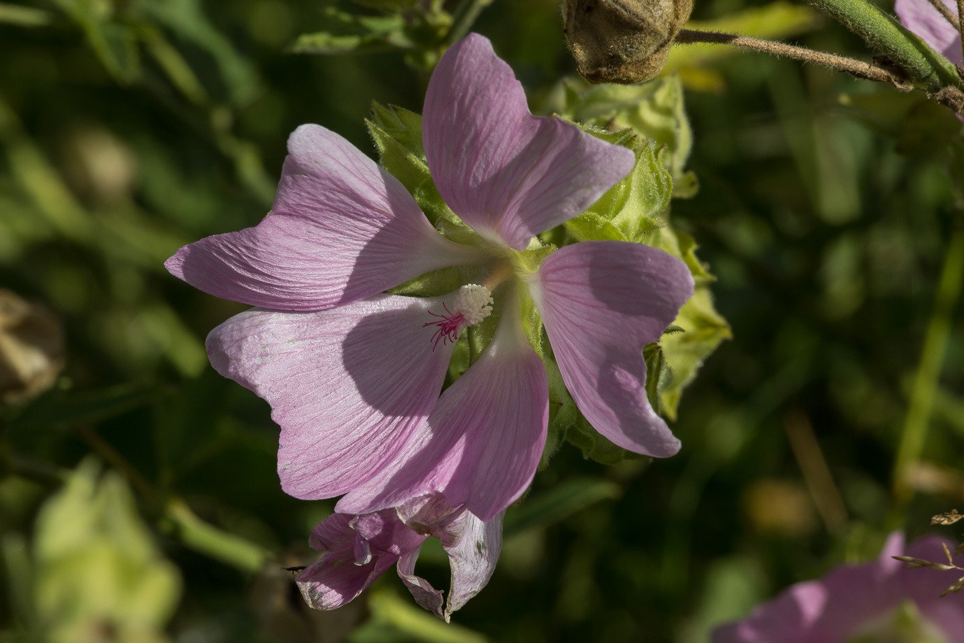 Image of Malva thuringiaca specimen.