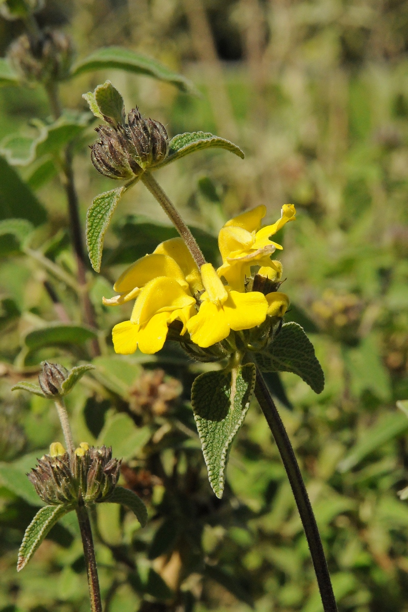 Image of Phlomis fruticosa specimen.