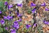 Campanula taurica. Соцветия. Крым, Караньское плато. 31 мая 2015 г.