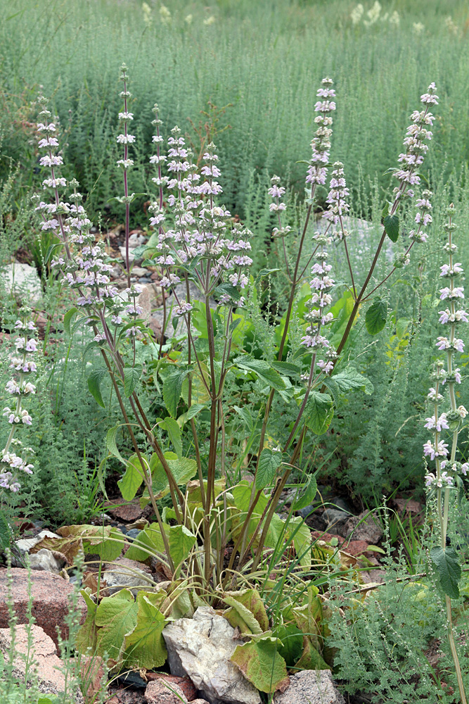 Image of Phlomoides ostrowskiana specimen.