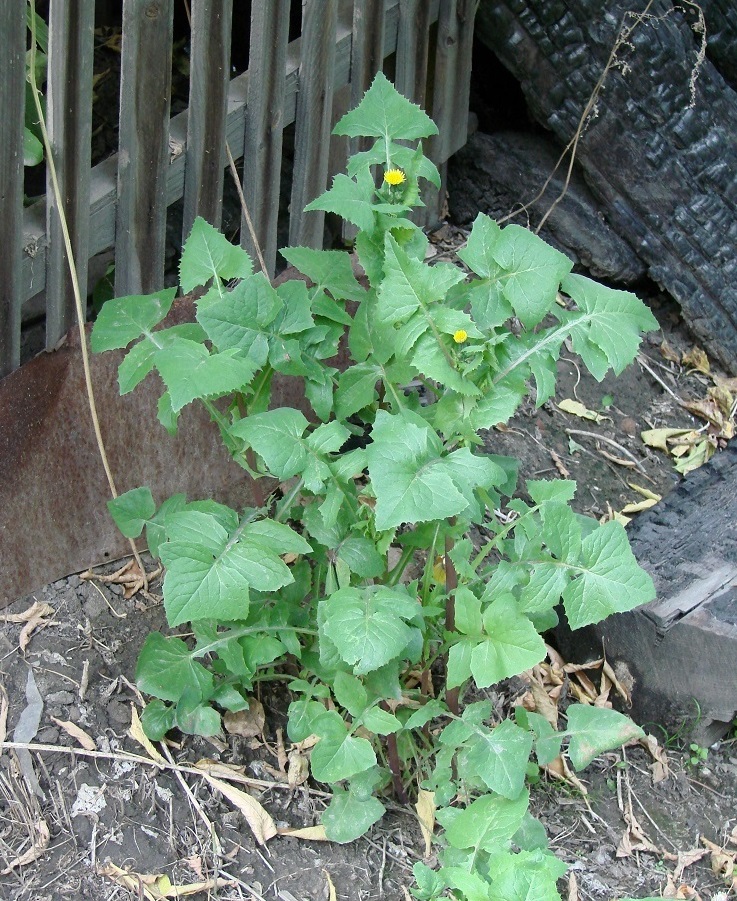 Image of Sonchus oleraceus specimen.