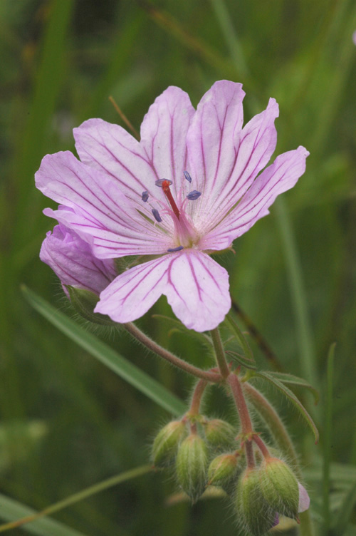 Изображение особи Geranium transversale.