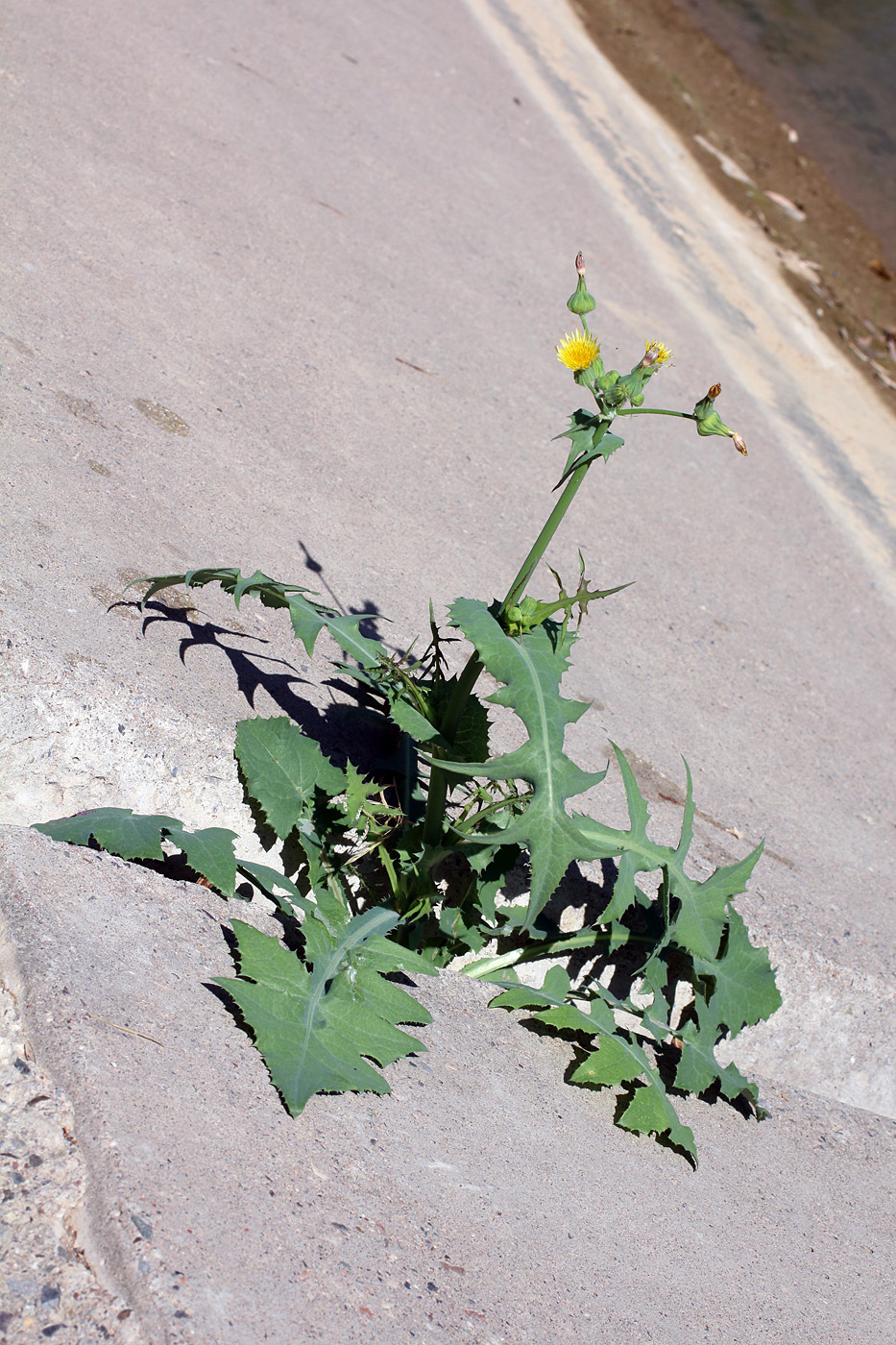 Изображение особи Sonchus oleraceus.