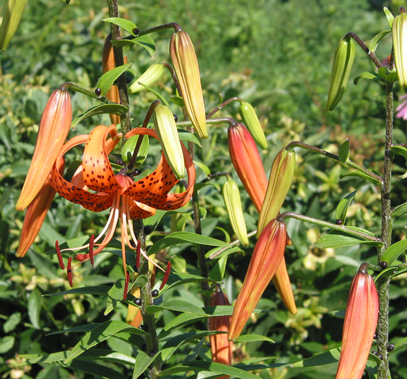 Image of Lilium lancifolium specimen.