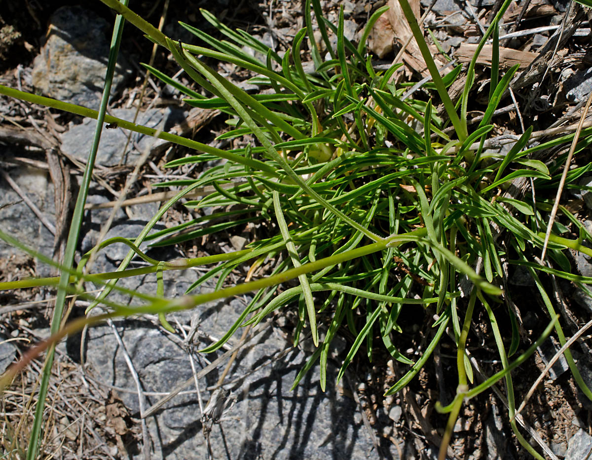 Image of Silene graminifolia specimen.